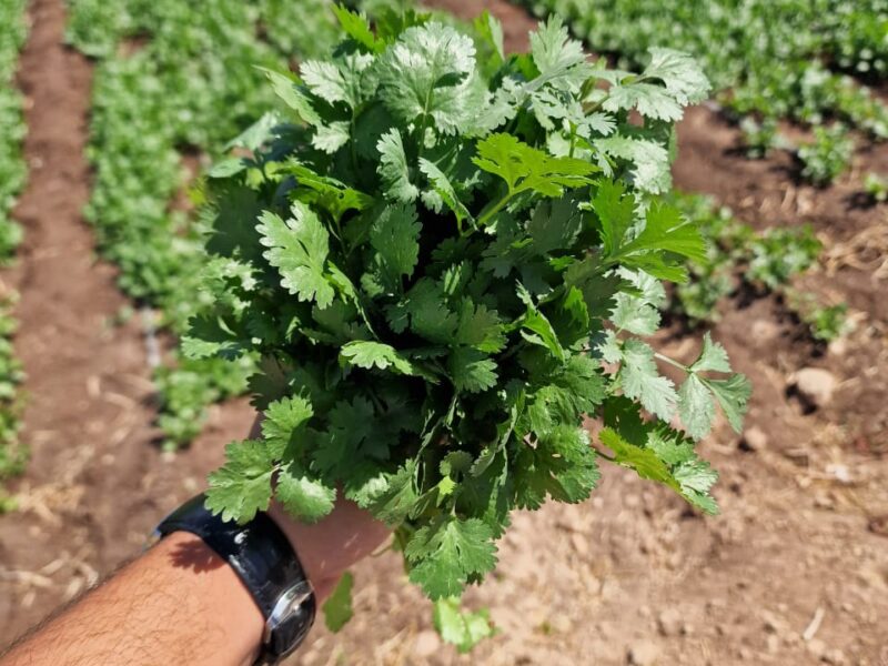 Coriander 1