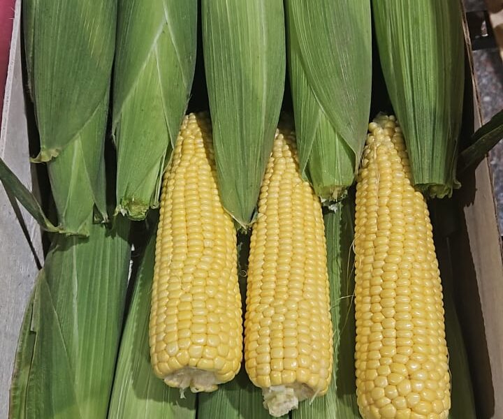 Corn 3