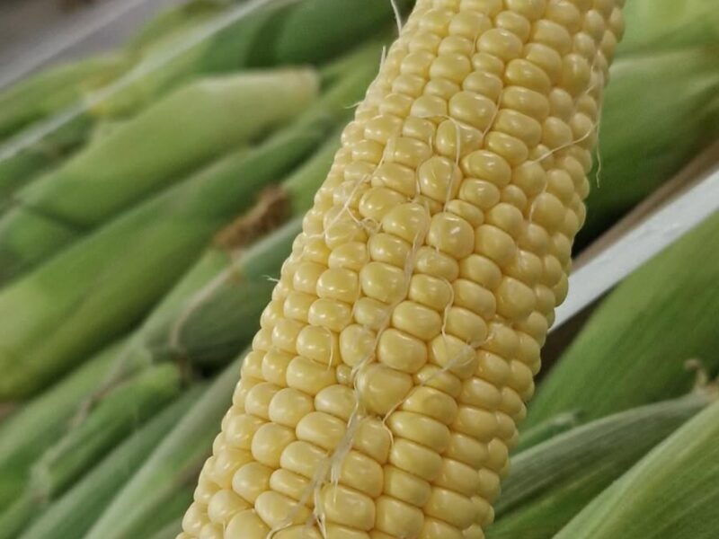 Corn 5