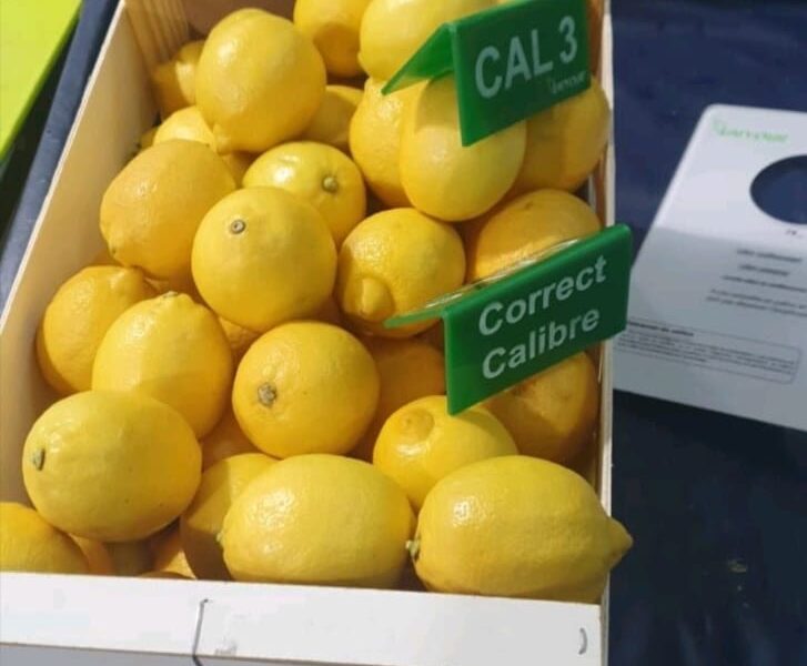 Lemon