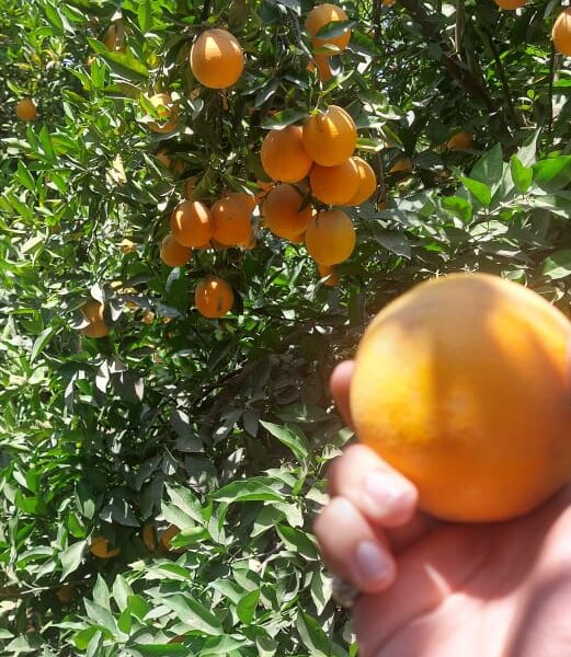 Oranges 2