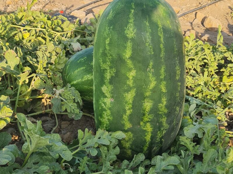 Watermelon 1